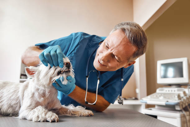 Best Mobile Emergency Dentist in Amerin Nyon, CA